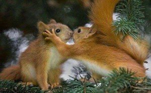 mókus szerelem